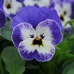Viola Sorbet Delft Blue F1 Hybrid
