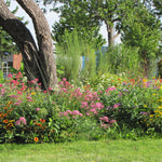 Wildflower Half Tall Mix