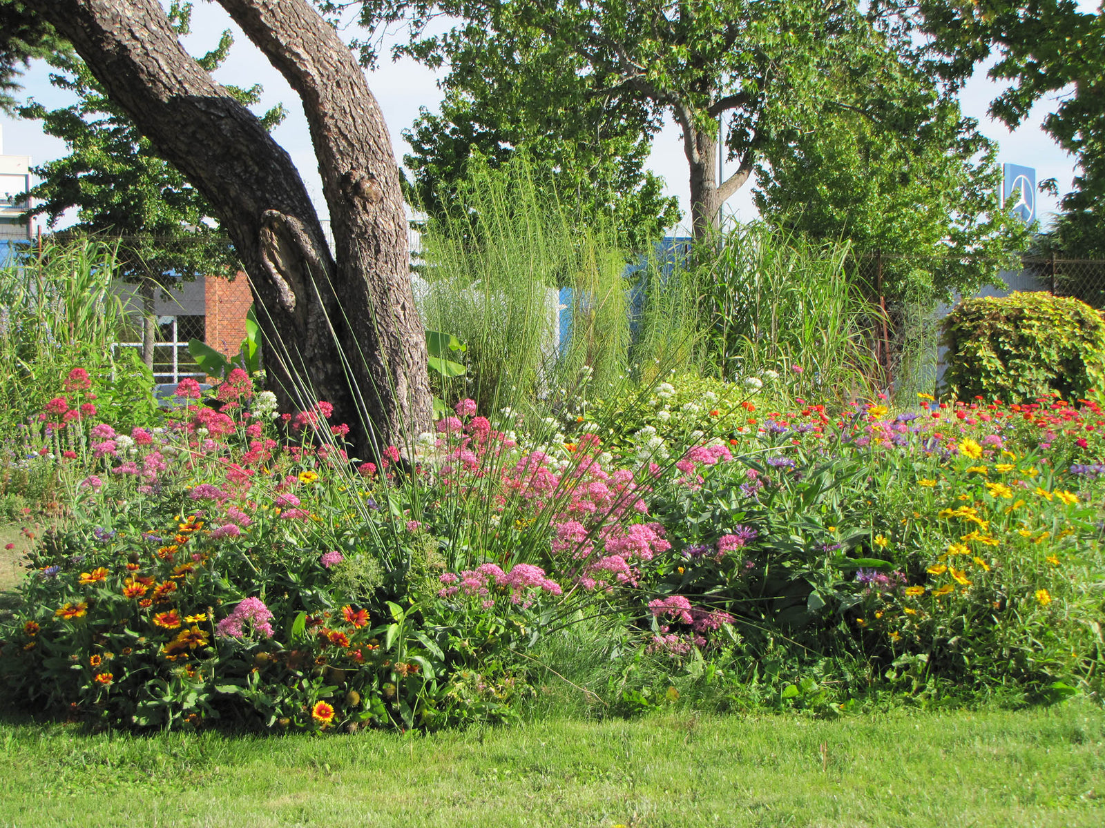 Wildflower Half Tall Mix