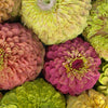 Zinnia Queeny Mix