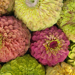 Zinnia Queeny Mix