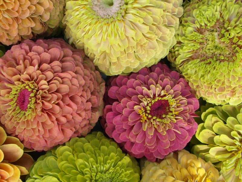 Zinnia Queeny Mix