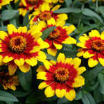 Zinnia Profusion Red Yellow Bicolour