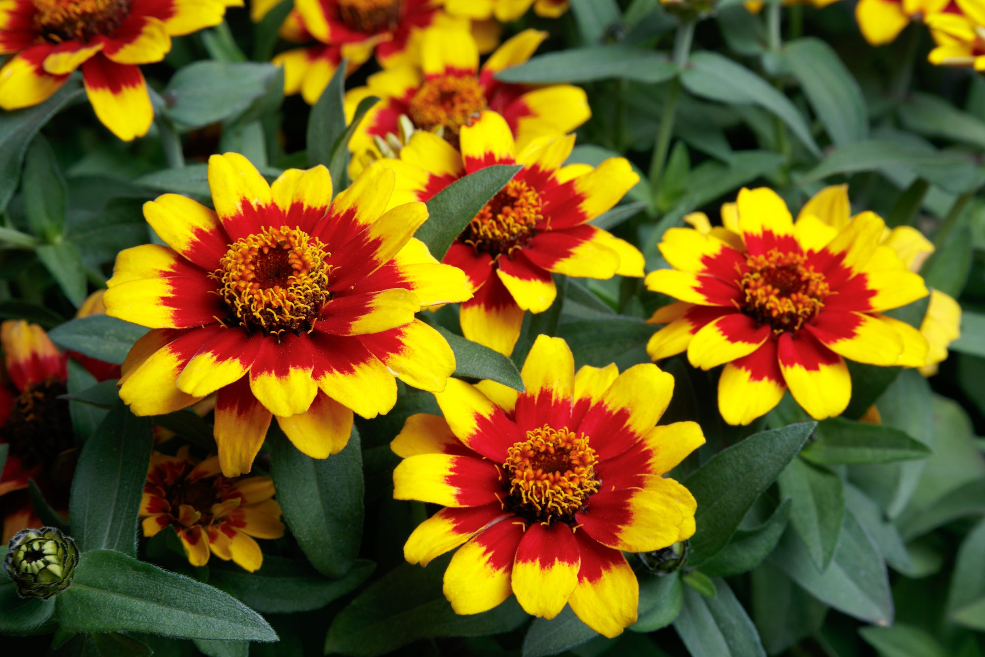 Zinnia Profusion Red Yellow Bicolour