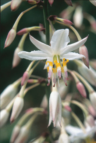 Arthropodium Parnell Reinga Lily