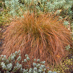Carex Testacea