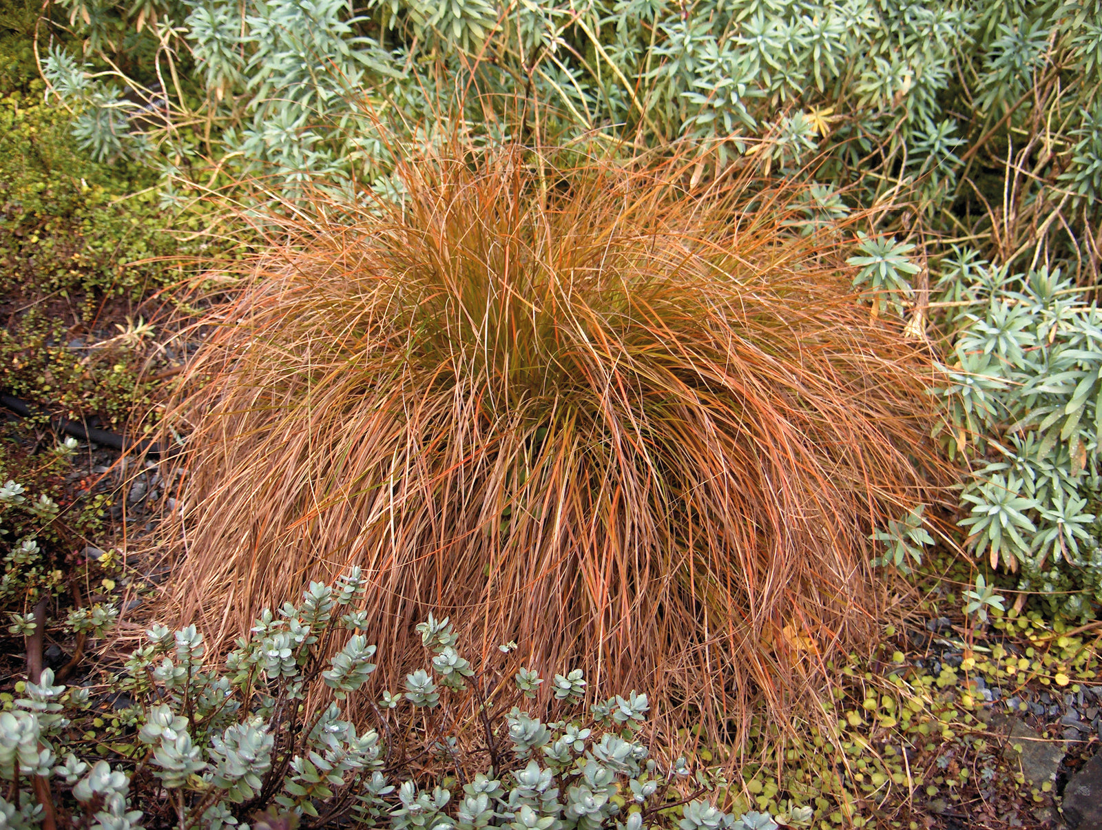 Carex Testacea