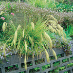 Chionochloa Flavicans