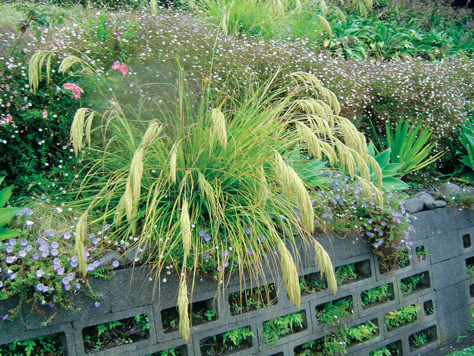 Chionochloa Flavicans