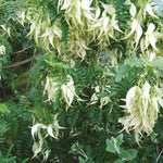 White Kaka Beak