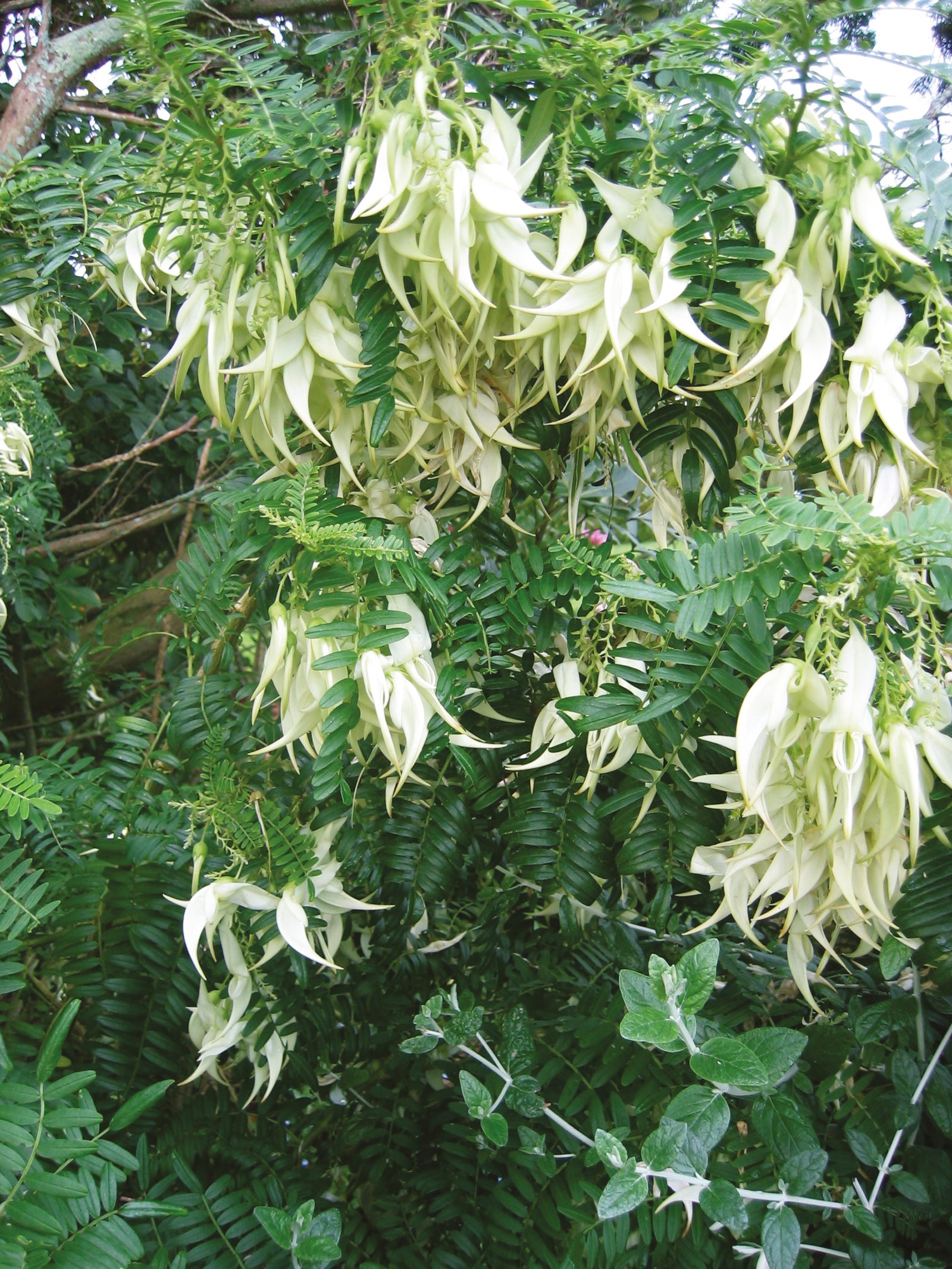 White Kaka Beak