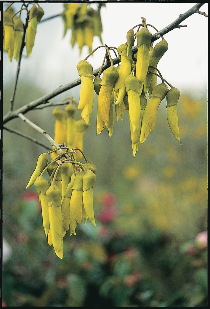 Kowhai – Egmont Seeds