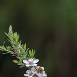 Manuka