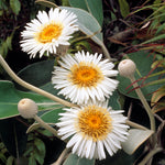 Marlborough Rock Daisy