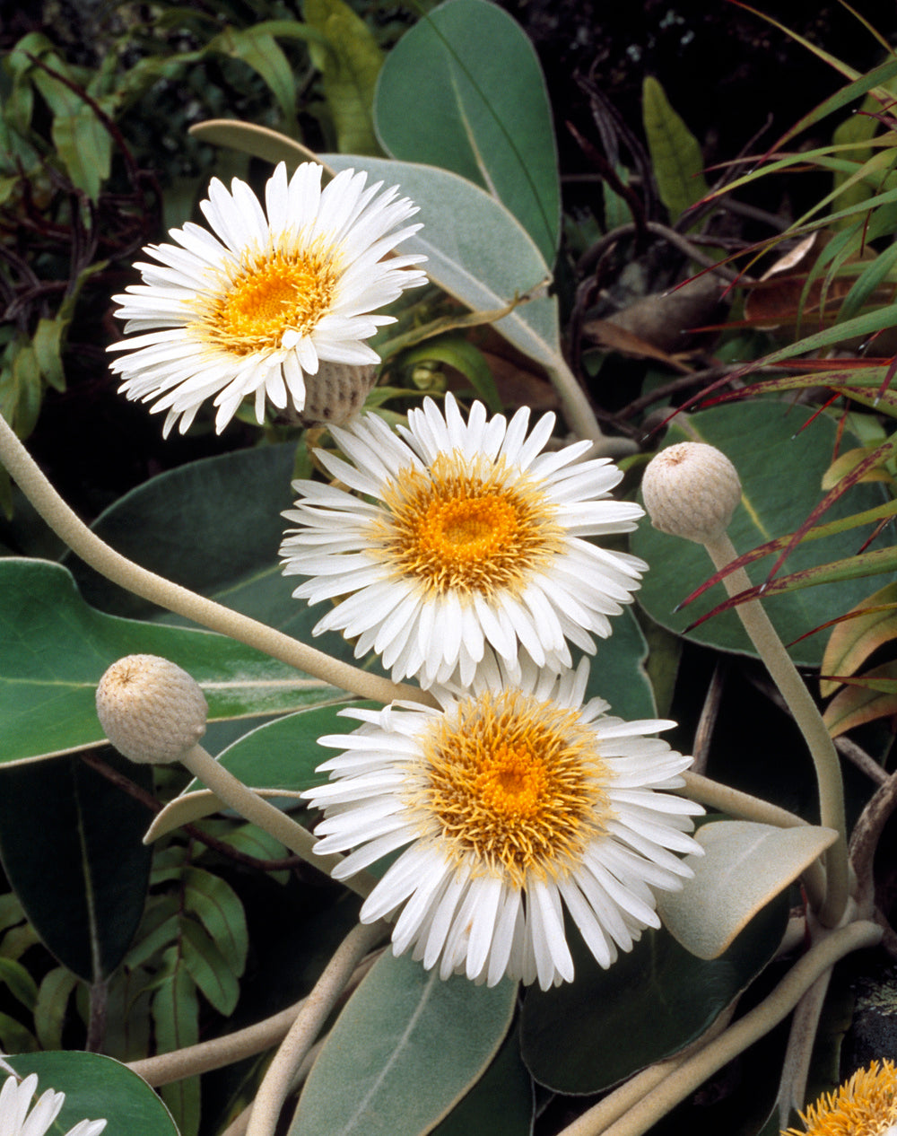 Marlborough Rock Daisy