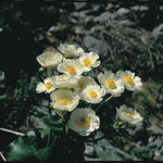 Mt Cook Lily
