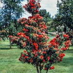 Pohutukawa