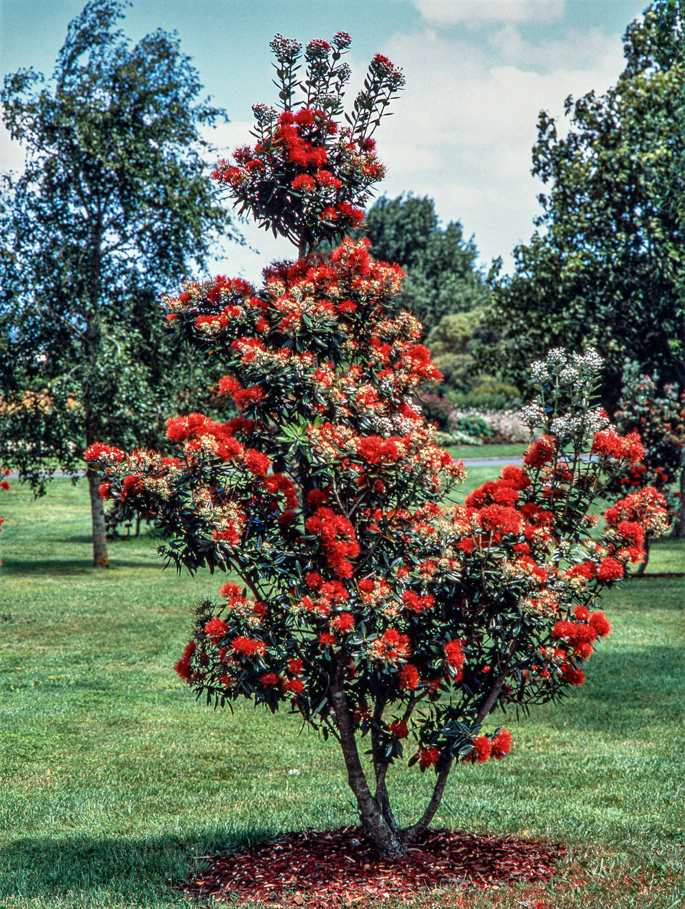 Pohutukawa