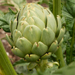 Artichoke Imperial Star F1 Hybrid