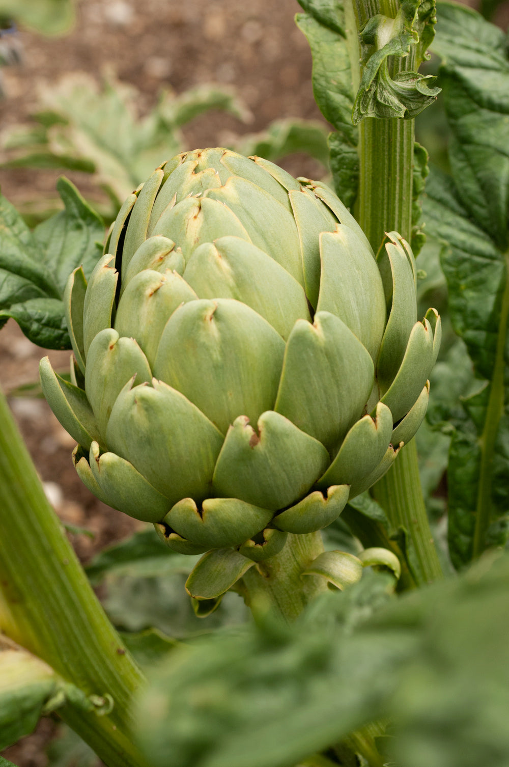 Artichoke Imperial Star F1 Hybrid