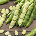 Beans Broad White Seeded Early