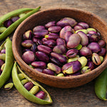Beans Broad Violet Seeded Early