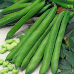 Beans Broad Superaquadulce