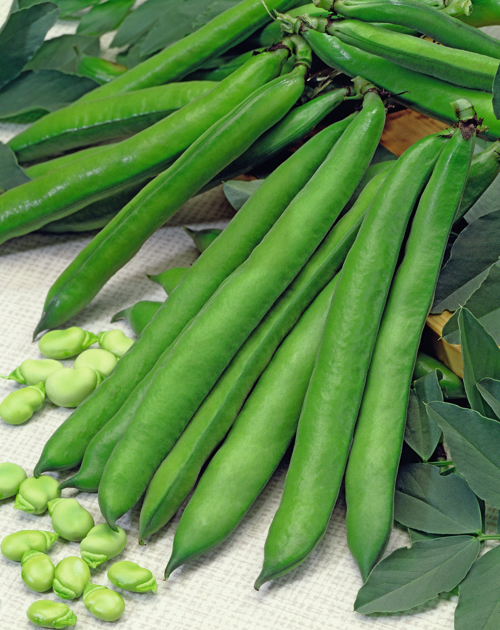 Beans Broad Superaquadulce
