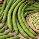 Beans Broad Long of Cascine
