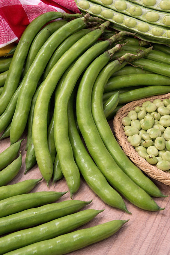 Beans Broad Long of Cascine