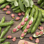 Beans Broad Lucifer (Pink Seeded)