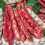 Bean Borlotti Red Rooster