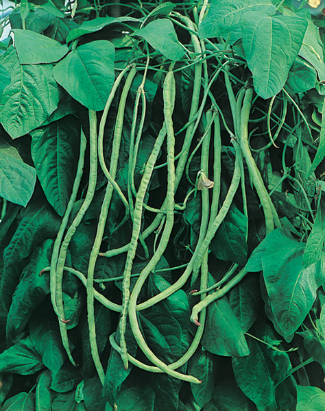 Bean Asparagus Bean : Kaohsiung (Green Pod) – Egmont Seeds