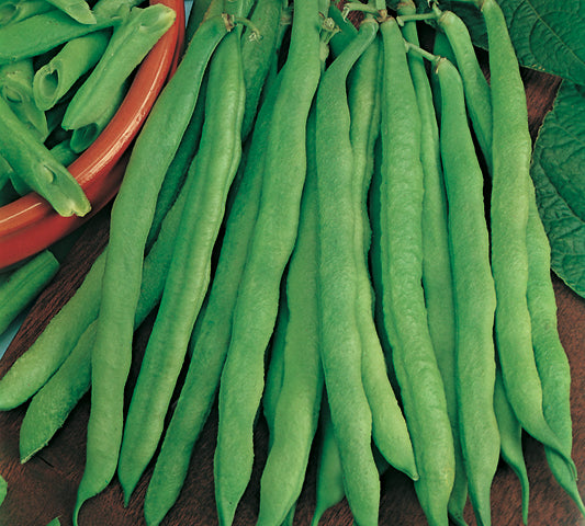 Beans Dwarf French Greencrop