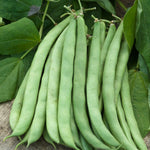 Beans Dwarf French Contender