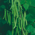 Beans Climbing Cobra