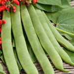 Beans Scarlet Runner Goliath