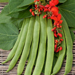 Beans Scarlet Runner Tenderline