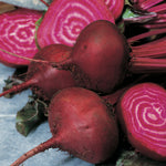 Beetroot Bulls Blood
