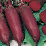 Beetroot Cylindra