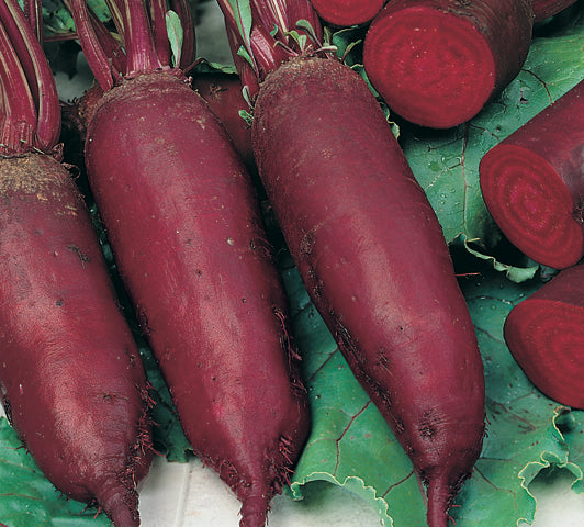 Beetroot Cylindra