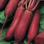 Beetroot Red Torpedo F1 Hybrid