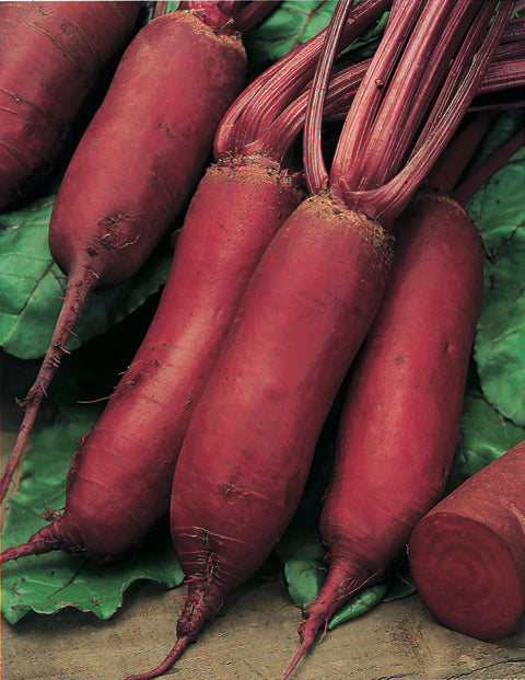 Beetroot Red Torpedo F1 Hybrid