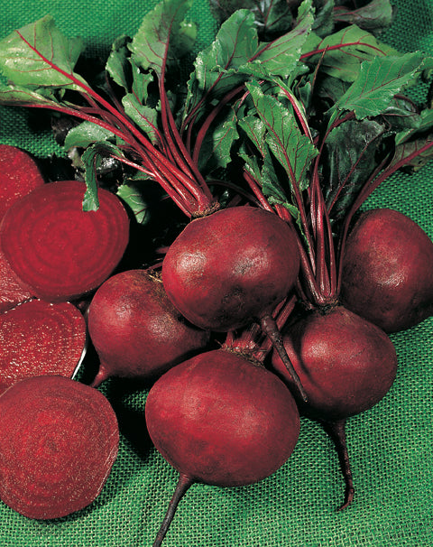 Beetroot Action F1 Hybrid