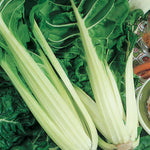 Silverbeet Fordhook Dark Green