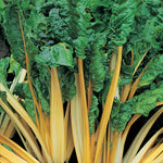 Silverbeet Golden Sunrise