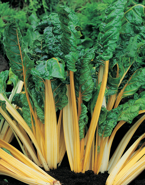 Silverbeet Golden Sunrise