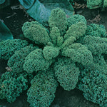 Borecole Blue Ridge F1 Hybrid