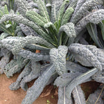 Borecole Curly Kale Red