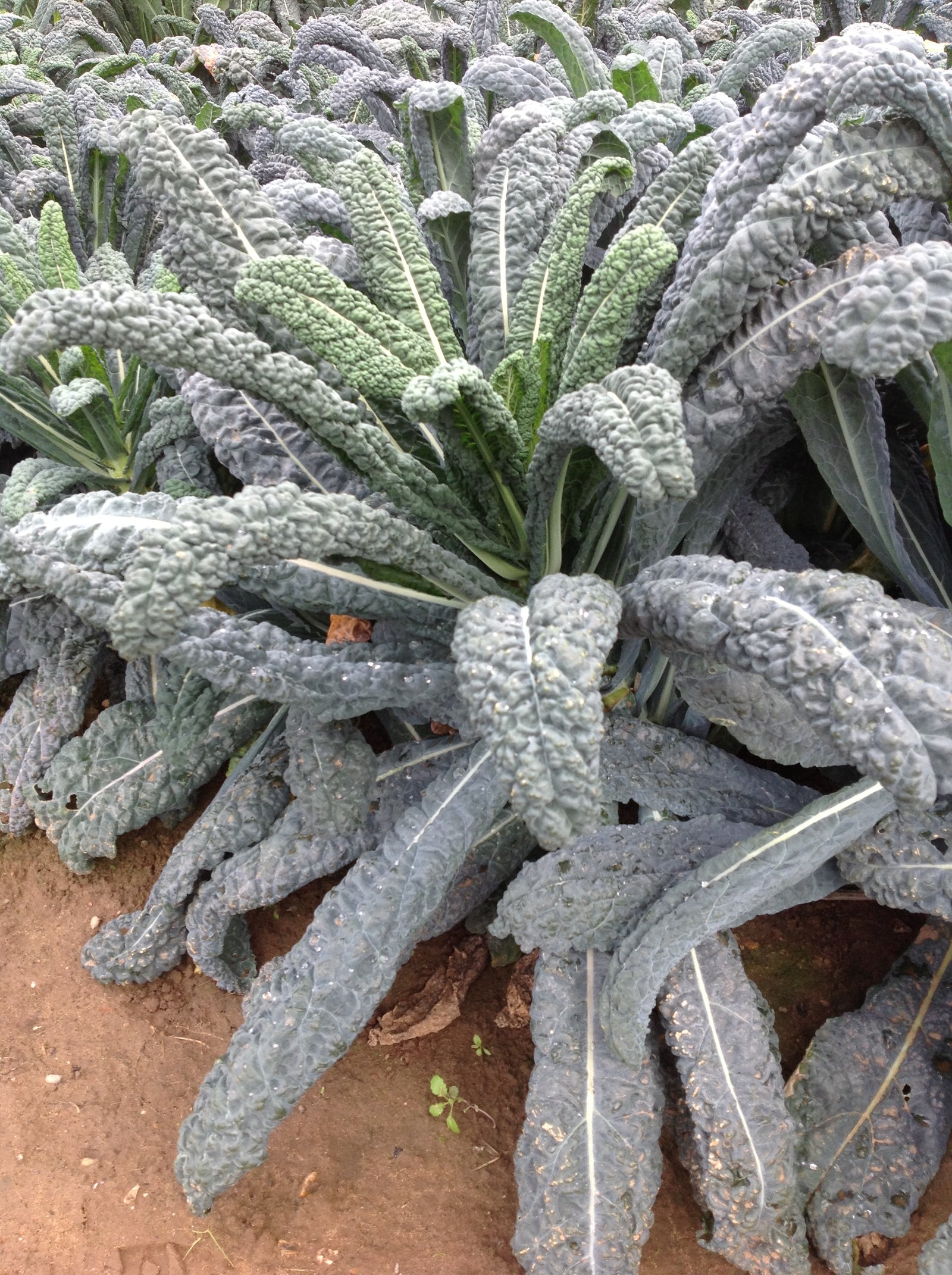 Borecole Curly Kale Red